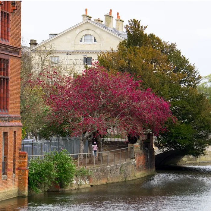 A riverside scene with a blossoming tree, a stone bridge and a red-brick building